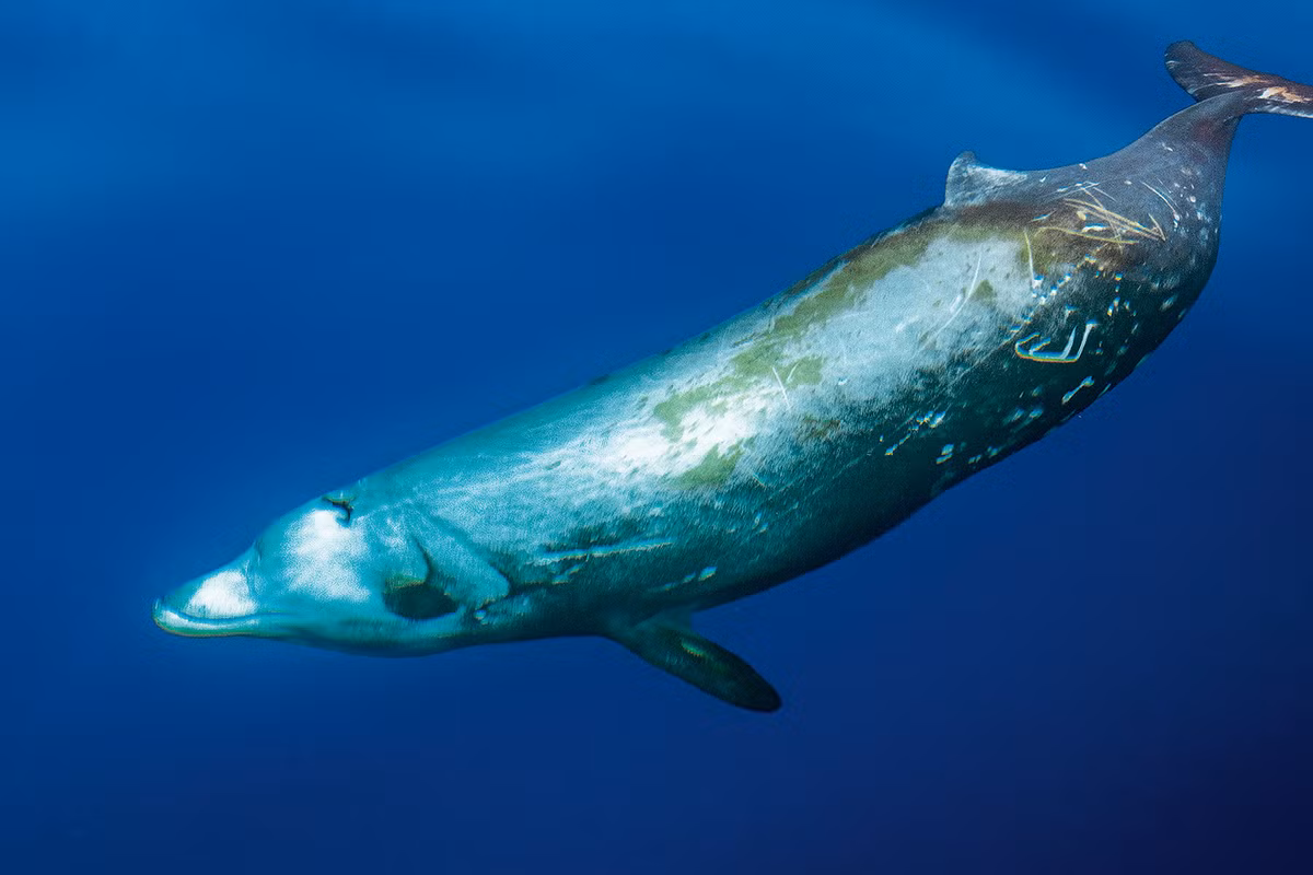 Đặc trưng của loài này là chiếc miệng kì dị, 2 cục u ở nổi lên rất to, thường bơi sâu dưới 500m để tìm kiếm thức ăn.