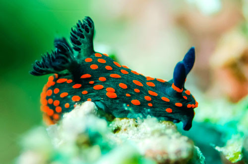 5. Sên biển Nudibranch.