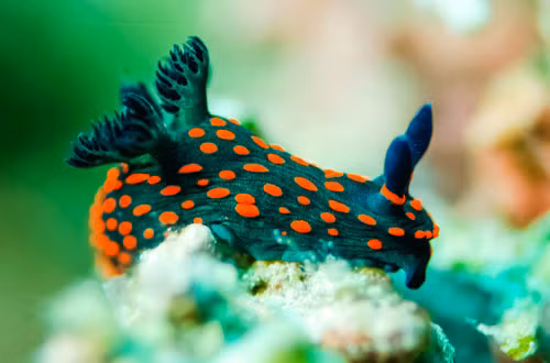 5. Sên biển Nudibranch.