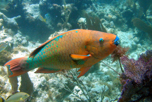 10. Cá Scarus Guacamaia.