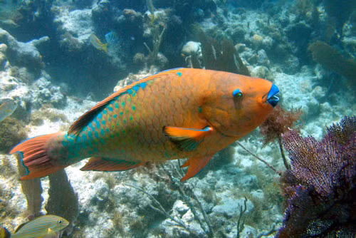 10. Cá Scarus Guacamaia.