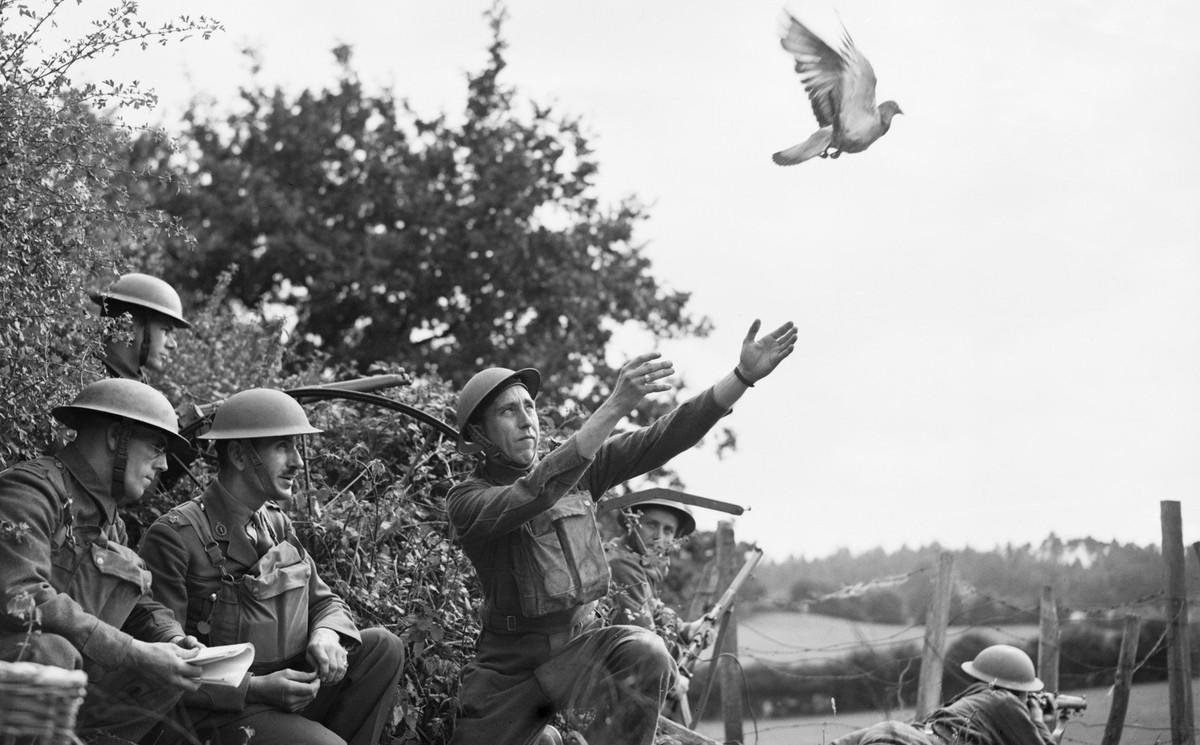 Trong Chiến tranh Thế giới thứ hai, người ta dùng bồ câu để truyền tin. Quân đội Mỹ thành lập trại huấn luyện bồ câu Fort Monmouth để phục vụ chiến tranh. Các sử gia cho hay, bồ câu đã vận chuyển hơn 90% thông tin của quân đội Mỹ. Trong Chiến tranh Thế giới thứ nhất, một con bồ câu mang tên Cher Ami đã bay qua khoảng cách hơn 40 km với một cánh gãy để truyền tin, góp phần cứu mạng 600 người.