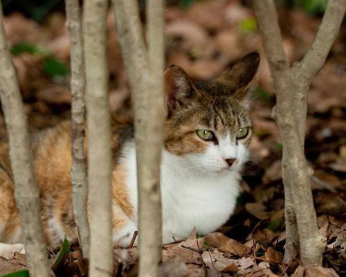 Trong Chiến tranh Lạnh, CIA thực hiện chiến dịch Acoustic Kitty nhằm cấy ghép thiết bị nghe lén vào cơ thể mèo để nghe trộm thông tin từ các quan chức ngoại giao Liên Xô. Chiến dịch bắt đầu từ năm 1961 và thất bại hoàn toàn vào năm 1967 khi xe hơi cán chết con mèo với thiết bị nghe lén trị giá 15 triệu USD trong lần đầu thử nghiệm ở thủ đô Washington.