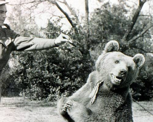 Năm 1943, lính Ba Lan phát hiện một con gấu trong rừng của Iran và đặt tên nó là Voytek. Họ nuôi và huấn luyện Voytek để nó vận chuyện đạn dược vào trận địa. Năm 1944, Voytek chính thức gia nhập quân đội Ba Lan như một người lính. Sau chiến tranh, nó sống tại vườn thú Edinburgh đến khi chết vào năm 1963.