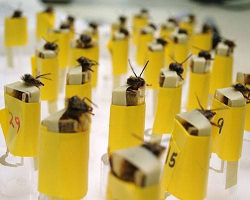 Loài ong có khả năng nhận biết mùi hương và phấn hoa của từng loài cây. Lợi dụng khả năng này, người ta huấn luyện ong để phân biệt mùi của các thành phần trong bom. Khi ong tiếp xúc với mùi hương, vòi hút mật của nó sẽ rung mạnh và phát tín hiệu. Một phần mềm nhận dạng sẽ phát tín hiệu cho trung tâm chỉ huy khi tất cả đàn ong cùng phát ra âm thanh.