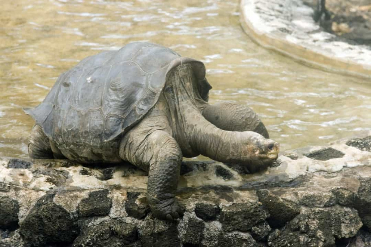 Lonesome George là một con rùa đảo Pinta đực và là cá thể cuối cùng được biết đến của loài này. Trong những năm cuối đời, chú rùa này được biết đến là sinh vật hiếm nhất trên thế giới.