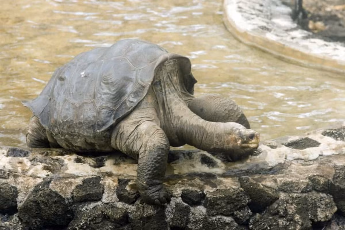 Lonesome George là một con rùa đảo Pinta đực và là cá thể cuối cùng được biết đến của loài này. Trong những năm cuối đời, chú rùa này được biết đến là sinh vật hiếm nhất trên thế giới.