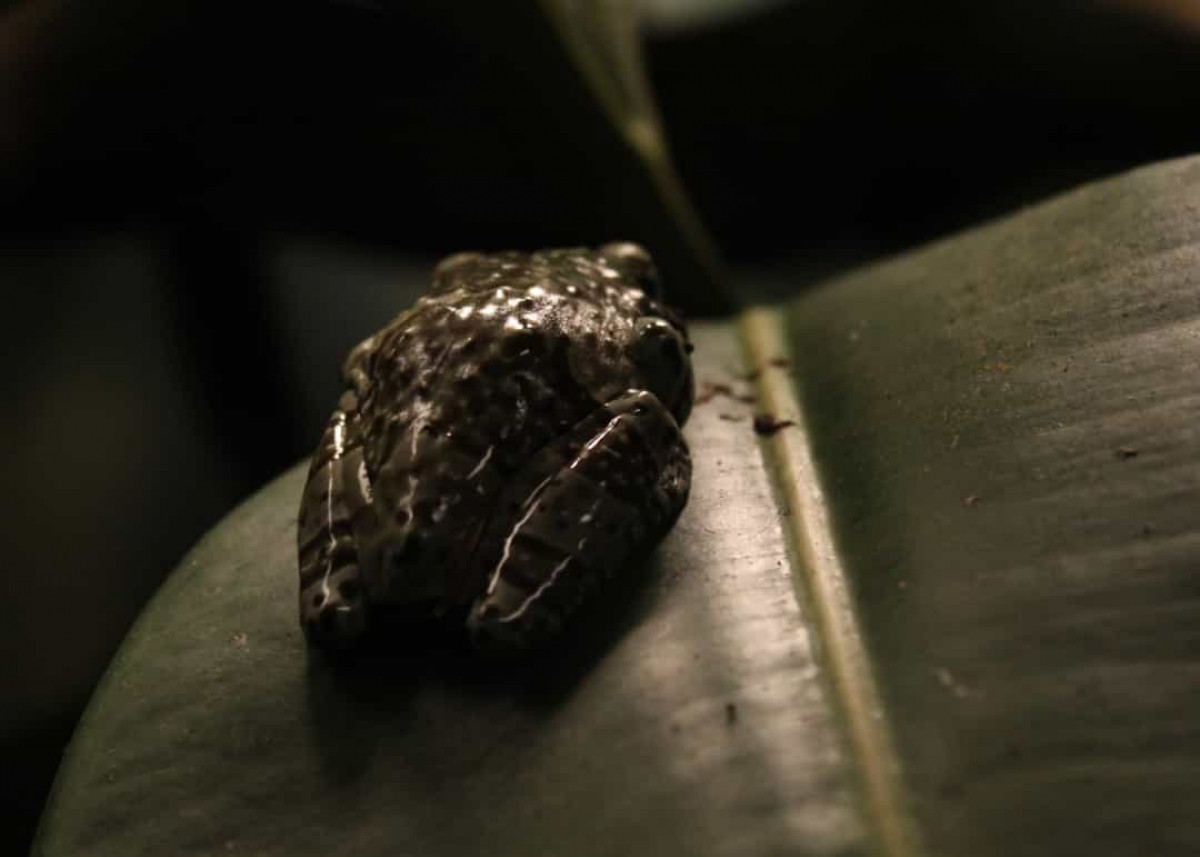 Ếch Toughie. Toughie là tên của một chú ếch được biết đến như là cá thể cuối cùng của loài ếch Rabbs, loài thường được tìm thấy trong rừng mưa ở Panama.