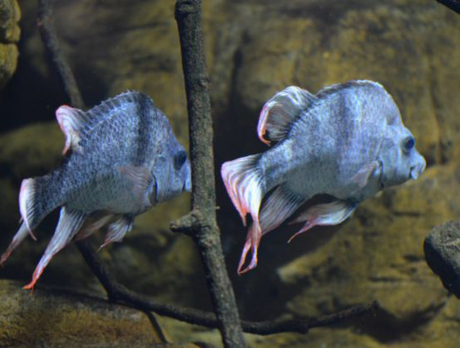 Cá Mangarahara cichlid, thuộc loài Madagascar, đã biến mất khỏi tự nhiên vì xây dựng các đập thủy điện trên sông Mangarahara. Hai con còn sót lại đều là con đực. Cho đến nay hai chú cá Mangarahara cichlid đực đã sống 12 năm ở vườn thú London./.