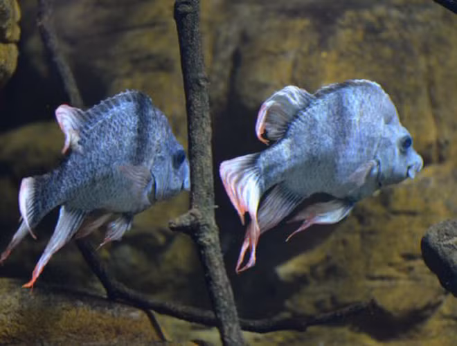 Cá Mangarahara cichlid, thuộc loài Madagascar, đã biến mất khỏi tự nhiên vì xây dựng các đập thủy điện trên sông Mangarahara. Hai con còn sót lại đều là con đực. Cho đến nay hai chú cá Mangarahara cichlid đực đã sống 12 năm ở vườn thú London./.