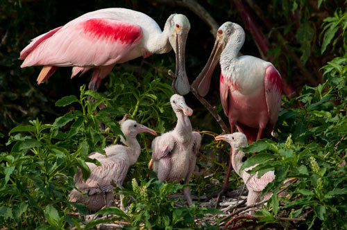 6. Cò thìa hồng.