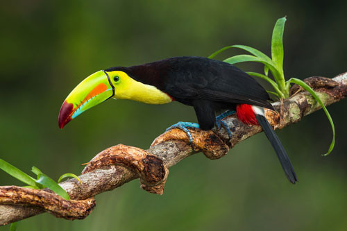 3. Chim Ramphastos Sulfuratus.