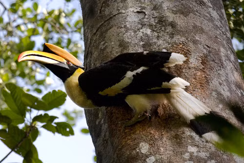 2. Chim hồng hoàng.