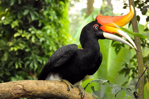 1. Chim tê điểu.