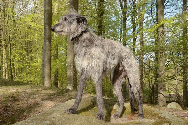 Deerhound là giống chó săn hươu cừ khôi. Giống chó này có chiều cao lên tới 81,28 cm và nặng gần 50kg. Đôi chân dài nhanh nhẹn giúp chúng có thể dễ dàng đuổi theo con mồi.