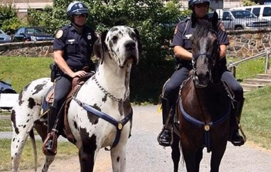 Cơ bắp trên cơ thể săn chắc và cuồn cuộn. Một con chó Great Dane trưởng thành có thể cao từ 71 đến 111,76cm, cân nặng đạt từ 45 – 90 kg tùy thể trạng.