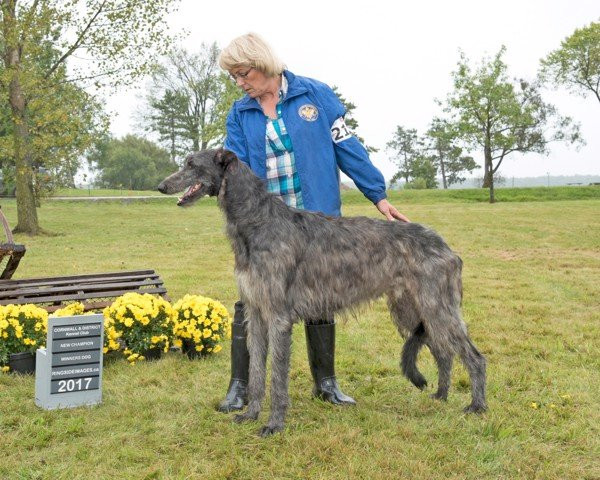 Hiện nay, người ta không còn sử dụng chó Deerhound để đi săn nữa mà được dùng để tham gia vào các tour du lịch dẫn đường và thu hút sự chú ý cho khách du lịch.