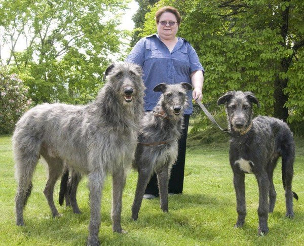 4.Giống chó Deerhound Scotland. Deerhound Scotland là giống chó chân dài chúng được người bản địa sử dụng để săn hươu. Giống chó này có nguồn gốc từ Scotland, trong thời gian dài của lịch sử nó đã được sử dụng làm cho đi săn cho con người.