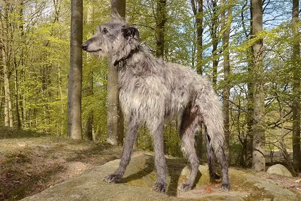 Deerhound là giống chó săn hươu cừ khôi. Giống chó này có chiều cao lên tới 81,28 cm và nặng gần 50kg. Đôi chân dài nhanh nhẹn giúp chúng có thể dễ dàng đuổi theo con mồi.