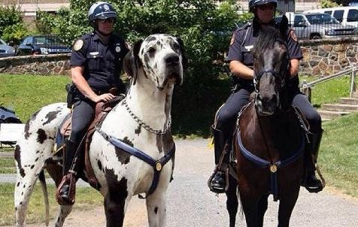 Cơ bắp trên cơ thể săn chắc và cuồn cuộn. Một con chó Great Dane trưởng thành có thể cao từ 71 đến 111,76cm, cân nặng đạt từ 45 – 90 kg tùy thể trạng.