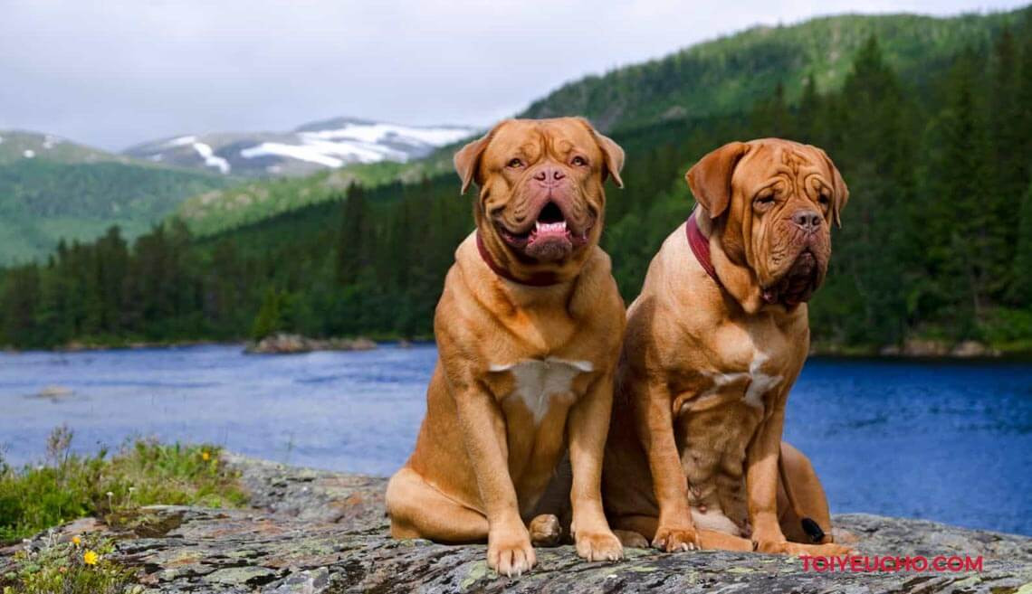 Từ những năm đầu của thế kỷ XX, giống chó này đã được sử dụng phổ biến làm chó kéo xe. Chúng được sử dụng trong hầu hết các ngành nghề khác nhau. Khi tham gia các hoạt động ngoài trời Ngao Pháp khá năng nổ và hoạt bát. Trái lại khi ở trong nhà, chúng lại rất hiền không nghịch phá, ồn ào.