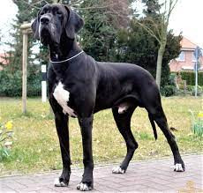 Giống chó Great Dane. Great Dane chính là loài chó đã được ghi vào sách kỷ lục Guinness nhờ sở hữu kích thước to lớn nhất thế giới. Chúng có những chiếc chân dài thẳng tắp và chắc khỏe.