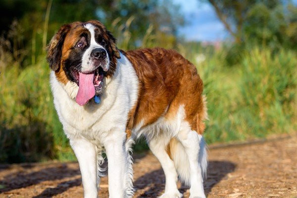 Với thân hình đồ sộ cùng với sức khỏe vô địch, chó Saint Bernard có thể hỗ trợ vận chuyển người bị nạn, đào tuyết cứu hộ người bị chôn vùi rất hiệu quả. Theo thống kê thì một con chó Saint Bernard sẽ có tuổi thọ trung bình từ 8 – 10 năm và nặng đến 120 kg.