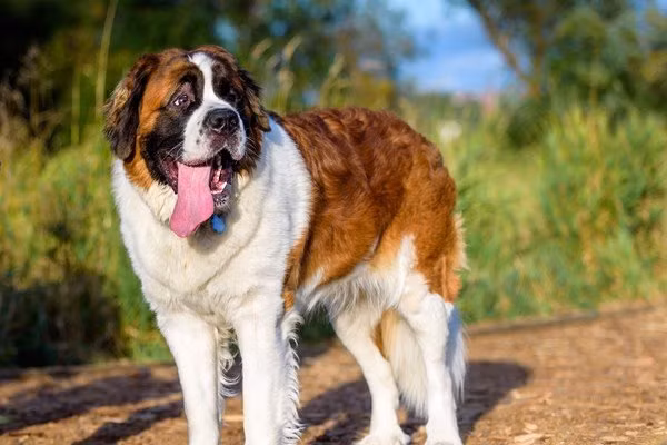 Với thân hình đồ sộ cùng với sức khỏe vô địch, chó Saint Bernard có thể hỗ trợ vận chuyển người bị nạn, đào tuyết cứu hộ người bị chôn vùi rất hiệu quả. Theo thống kê thì một con chó Saint Bernard sẽ có tuổi thọ trung bình từ 8 – 10 năm và nặng đến 120 kg.