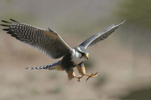 1. Chim cắt lớn (tốc độ tối đa: 389 km/h).