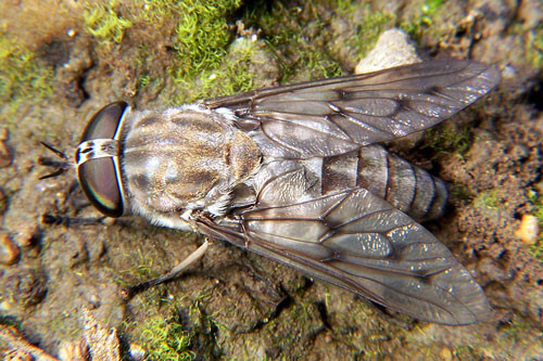 7. Ruồi trâu (tốc độ tối đa: 145 km/h).