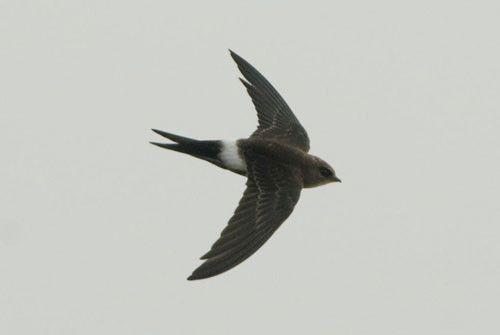 3. Yến đuôi nhọn họng trắng (tốc độ tối đa: 169 km/h).