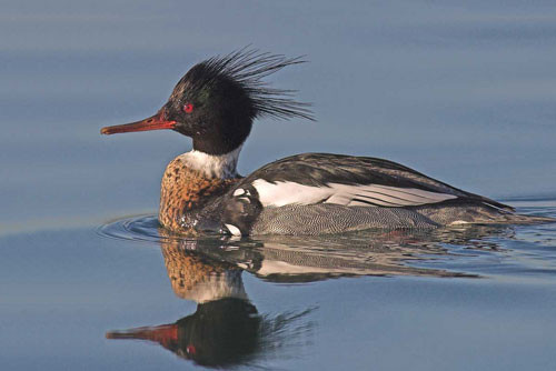 9. Vịt cát ngực đỏ Bắc Cực (tốc độ tối đa: 129 km/h).
