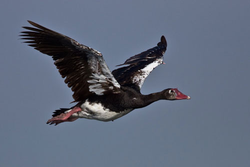 8. Ngỗng Spur Winged (tốc độ tối đa: 142 km/h).