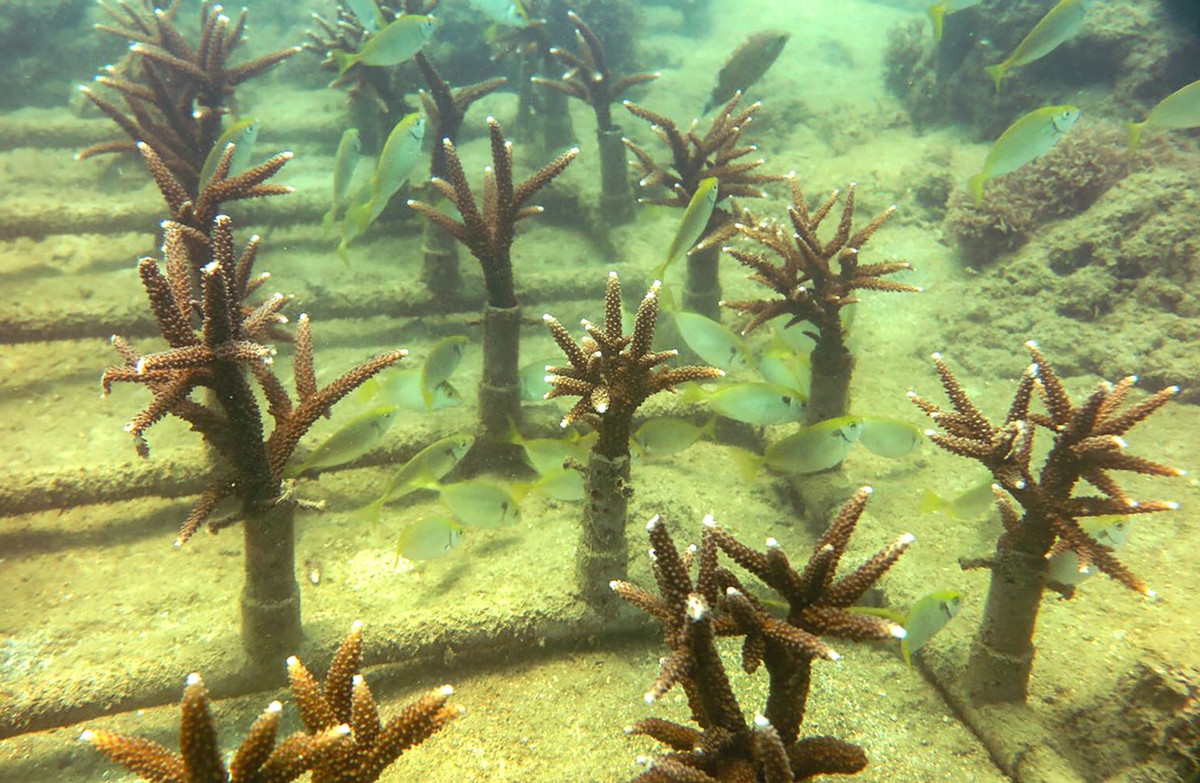 Sau nhiều tháng thực hiện, dự án phục hồi đa dạng sinh học đạt kết quả khả quan với hàng chục nhánh san hô thuộc giống Acropora tươi tốt.