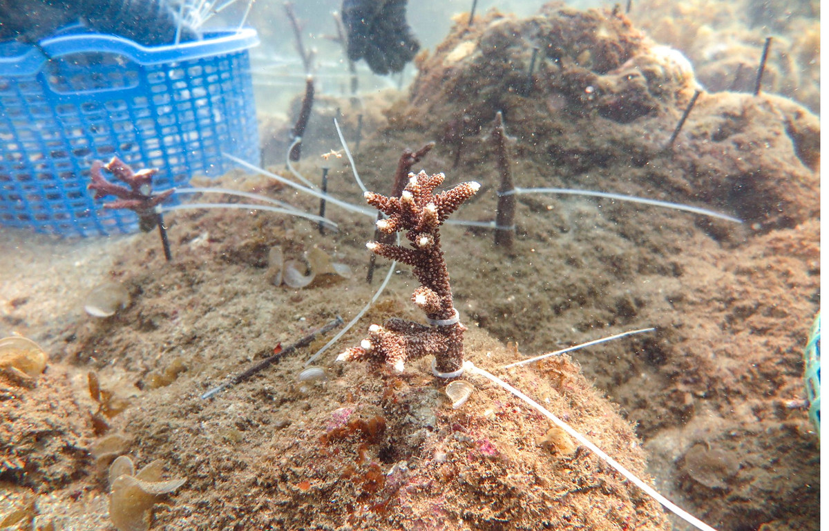 Theo đại diện Công ty Vạn San Đảo, từ năm 2019, doanh nghiệp đã kết hợp với nhóm chuyên gia của Viện hải dương học Nha Trang triển khai thí điểm thử nghiệm.