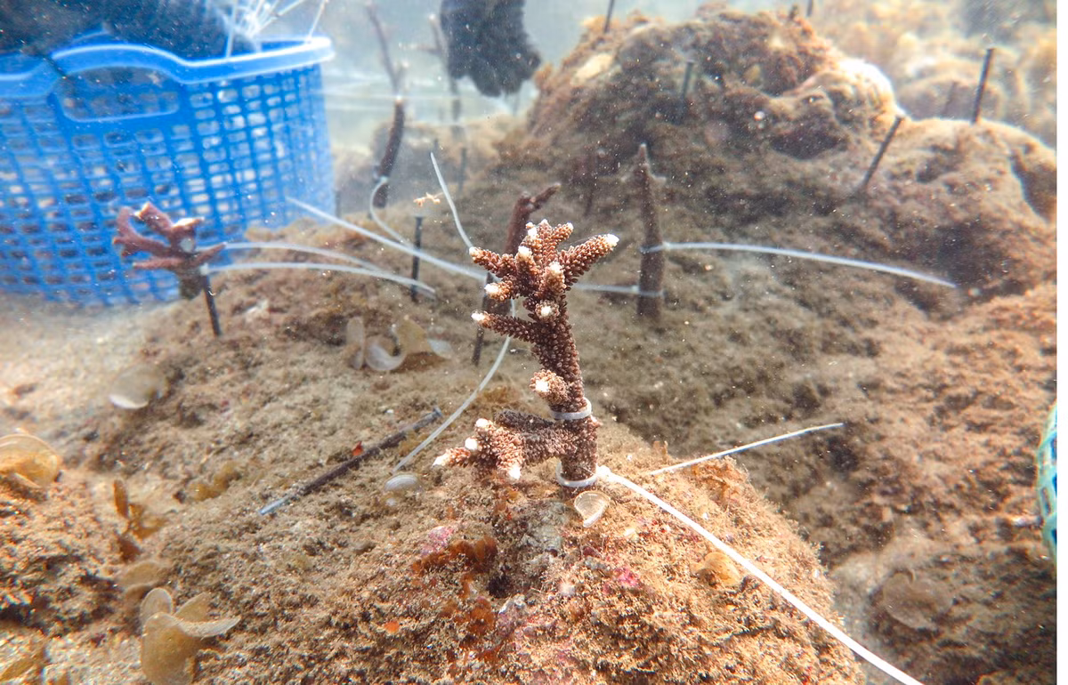 Theo đại diện Công ty Vạn San Đảo, từ năm 2019, doanh nghiệp đã kết hợp với nhóm chuyên gia của Viện hải dương học Nha Trang triển khai thí điểm thử nghiệm.