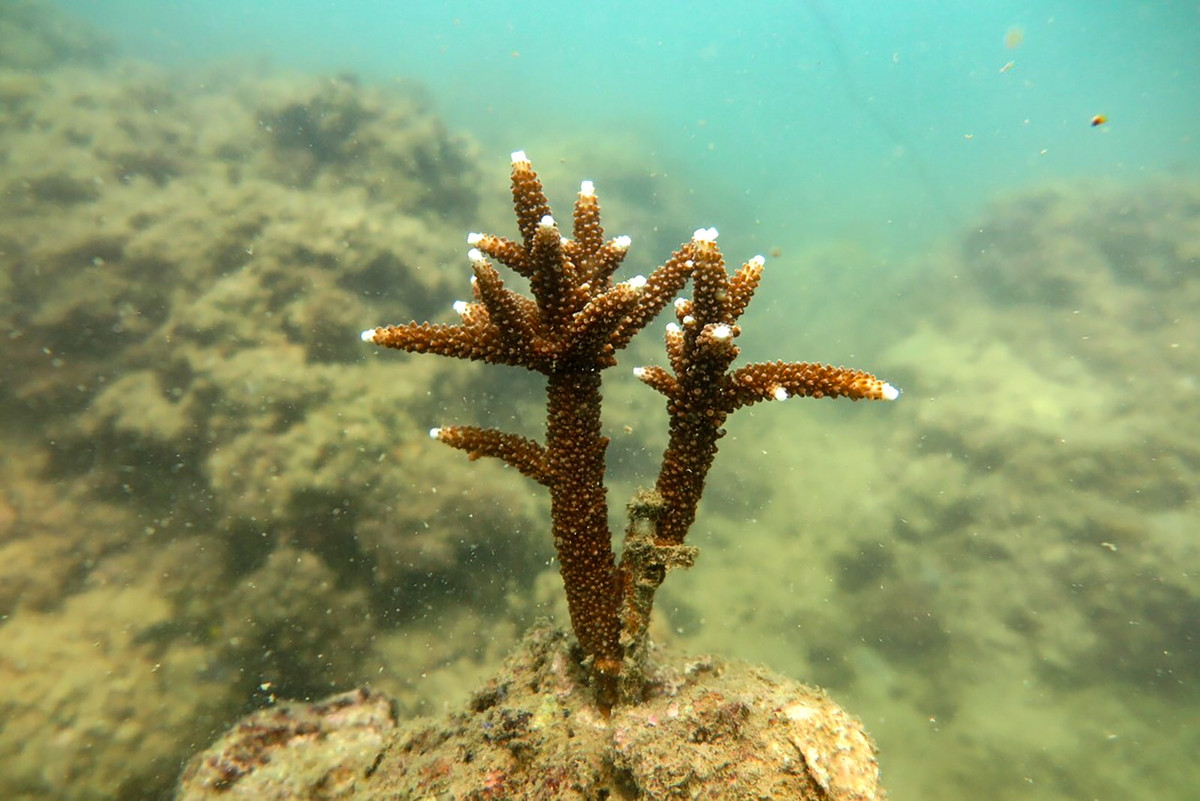 Theo các chuyên gia Viện Hải dương học Nha Trang, họ chọn khu vực bãi Tiên thực hiện đề án do nơi này có nền đáy là khối san hô chết hoặc đá tảng xen kẽ tạo các rãnh. Khu vực này có rong phủ nhưng mật độ không cao, đồng thời có rạn phân bố đến độ sâu 8-10 m, phía ngoài là cát pha xác vụn sinh vật.