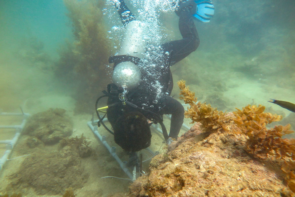 Đại diện Công ty Vạn San Đảo cho biết đây là dự án không mang tính chất kinh doanh mà chỉ phục vụ công tác nghiên cứu, phục hồi đa dạng sinh học của khu vực Bãi Tiên nói riêng và vịnh Nha Trang nói chung.