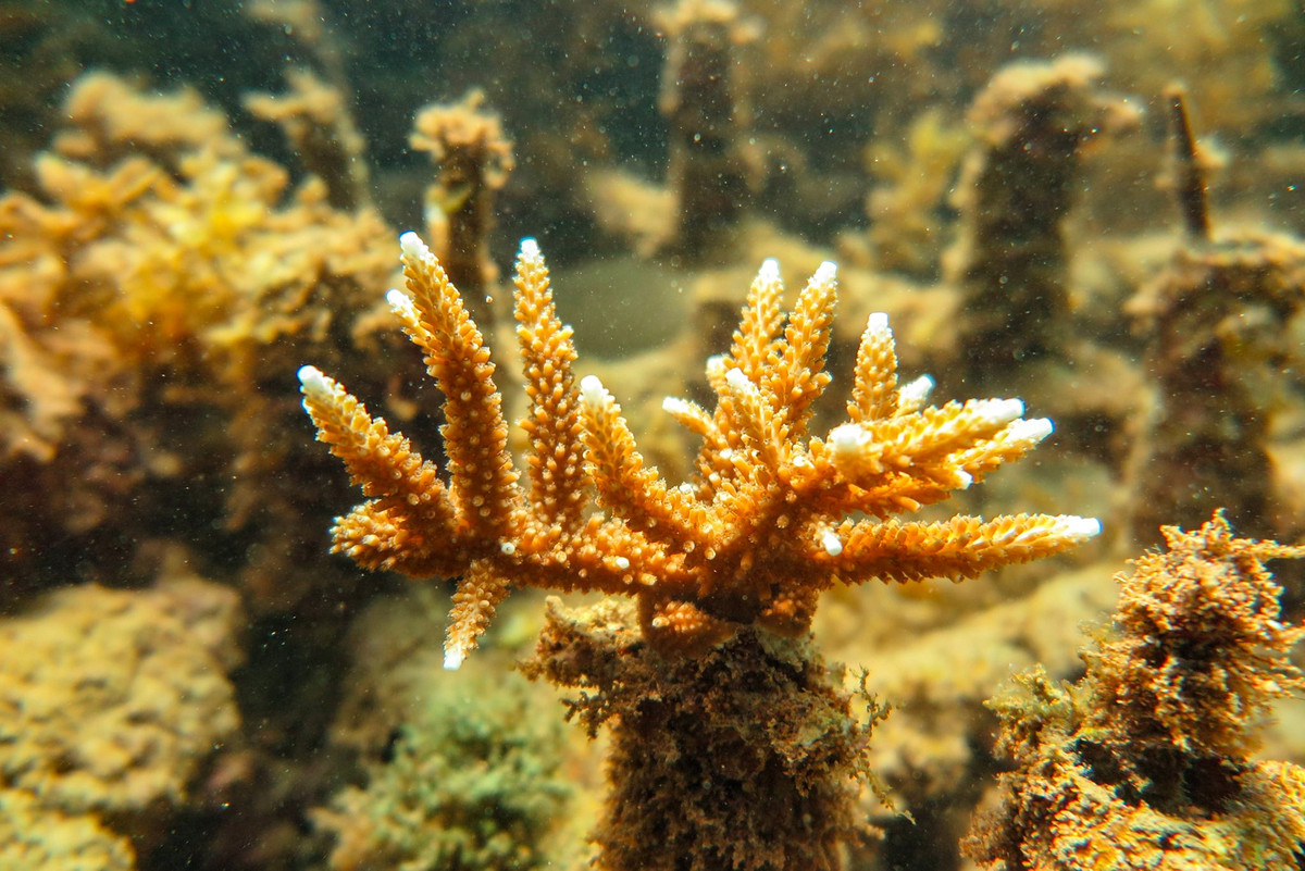 "Từ năm 2019, dự án đã tiến hành thử nghiệm khả năng phục hồi san hô ở khu vực Bãi Tiên với 2 loài dạng cành thuộc giống Acropora, gồm loài Acropora muricata và Acropora robusta", đại diện nhóm thực hiện thí điểm cho biết.