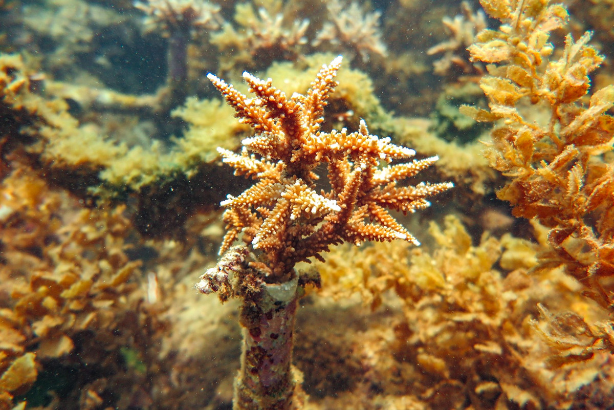 "Có tổng cộng khoảng 770 tập đoàn san hô trên khung vườn ươm (khung nhựa) và nền đáy tự nhiên. Trong đó có 424 loài Acropora robusta và 346 loài Acropora muricata được sử dụng. Sau 9 tháng thực hiện phục hồi, tỷ lệ san hô sống đạt hơn 61%, trong đó tỷ lệ san hô sống trên khung vườn ươm cao hơn", đại diện nhóm chuyên gia cho biết thêm.