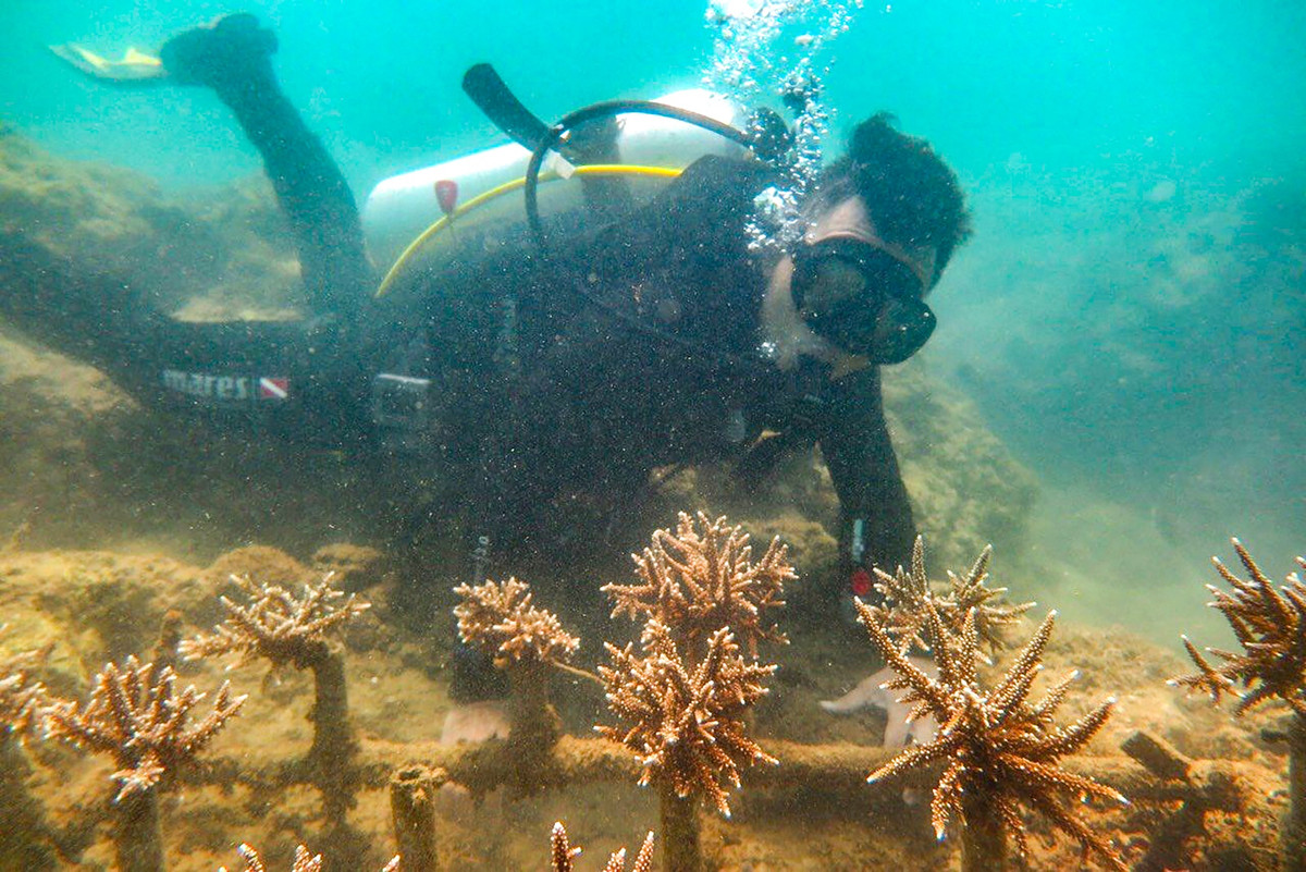 "Chúng tôi lựa chọn khu vực tạo vườn ươm có độ sâu 2-4 m rất phù hợp với giống san hô lựa chọn. Cộng thêm yếu tố vịnh kín gió nên tránh được hiện tượng gãy đổ khi sóng lớn", đại diện nhóm nghiên cứu cho biết.