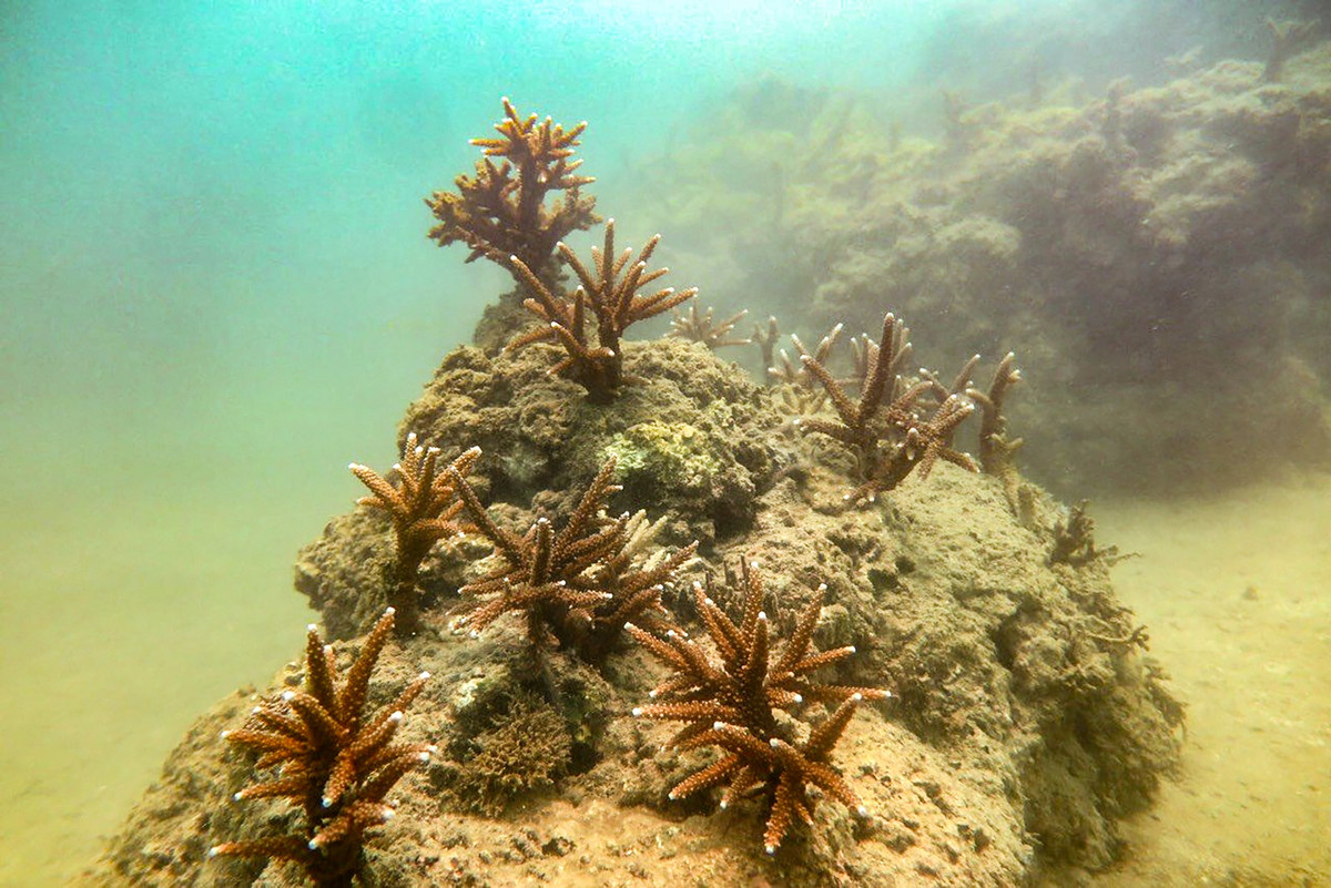 Sau thời gian trồng thí điểm ban đầu, nhóm chuyên gia Viện Hải dương học cho rằng cần tách san hô ra trồng trên nền biển tự nhiên, nơi có mực nước sâu hơn (trên 6 m), đồng thời hạn chế tác động làm gia tăng trầm tích gần bờ, bắt tiêu diệt sao biển gai....