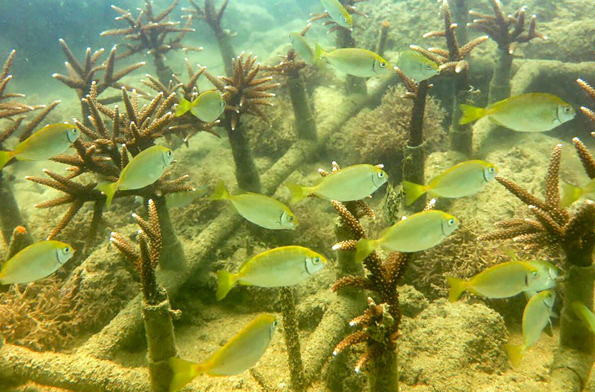 Để thực hiện đề án, nhóm chuyên gia của Viện Hải dương học Nha Trang đã dùng khung nhựa cố định vào đáy san hô chết hoặc các khoảng trống lớn xen kẽ giữa nền đáy để giảm thiểu tác động của sóng.