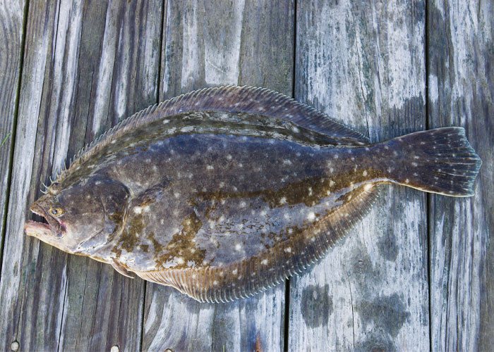 Tất cả cá bơn lưỡi ngựa sống ở California (Mỹ) đều là con đực cho đến khi chúng đạt chiều dài 45 inch (1,14 mét). Sau đó chúng đều trở thành con cái.