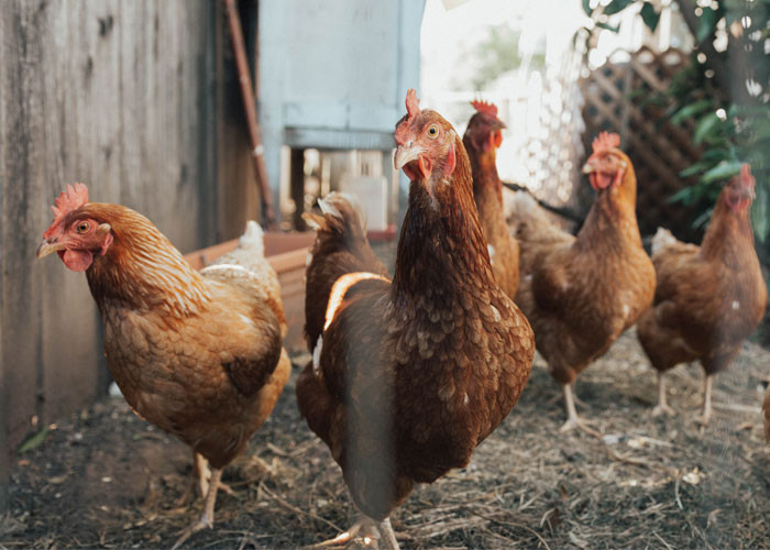 Lũ gà sẽ chào tạm biệt nhau khi một con sắp chết. Chúng sẽ kêu nhẹ rồi bỏ đi và con gà đó thường sẽ chết cô độc một mình. Một số con gà cũng sẽ giết một con gà khác nếu chúng cảm thấy có điều gì đó không ổn ở con gà đó, chẳng hạn như một căn bệnh.