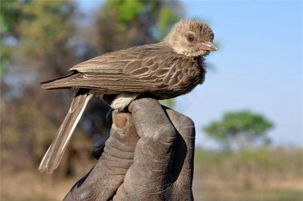 Ở châu Phi, một số bộ lạc có thể giao tiếp trực tiếp với loài chim gọi là Honeyguides để cùng đi săn tìm mật ong. Những con chim sẽ dẫn con người đến những tổ ong ẩn trên cây. Những người trong bộ lạc sẽ mở tổ ong và lấy mật ong, để lại ấu trùng ong và sáp cho lũ chim. Đây là ví dụ duy nhất được biết đến về tín hiệu hai chiều được nhắm mục tiêu giữa con người và một loài sống tự do.