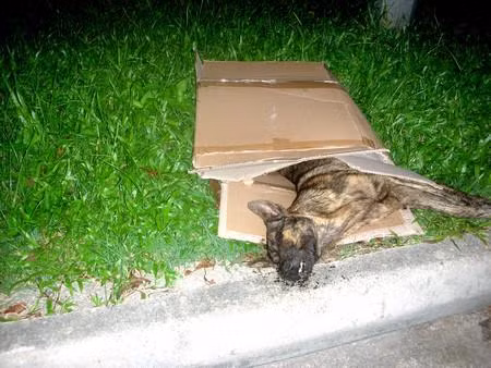 Nhiều người hành hạ thú vật để giải tỏa sự ức chế trong cảm xúc của mình. Những chú chó, mèo vô tội bỗng trở thành vật trút giận, đa phần trong số đó đều mất mạng hoặc bị thương nặng.