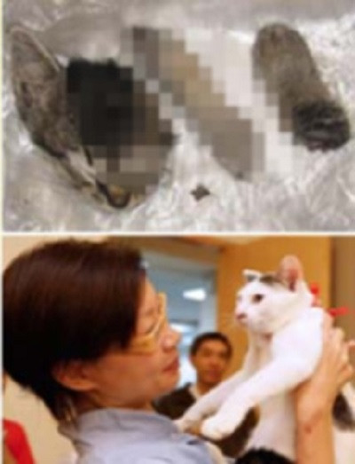 Trong tình cảnh bị hàng nghìn người chỉ trích, “ném đá”, Li Pingping đã thanh minh rằng cô giết con mèo để trút giận do gia đình cô đang lục đục từ khi bố cô ta ngoại tình. Li Pingping mong cư dân mạng và cả những người oán giận cô tha thứ, dừng mọi lời chỉ trích. Ảnh minh họa.