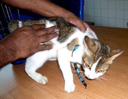 Chuyện lạm dụng, hành hạ vật nuôi là một vấn đề nóng ở Trung Quốc trong những năm gần đây, khuấy động dư luận và khiến nhiều người bất bình.