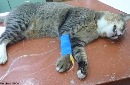 Li Pingping sau đó đã xóa những bài viết, hình ảnh giết mèo đăng trên trang cá nhân của mình. Sau đó cô gái trẻ viết một bức thư xin lỗi, trong đó cô nói rằng cô đã không kiểm soát được hành động của mình, cô buồn chán vì chuyện gia đình, sợ hãi và uống rượu đến mức say mèm. Ảnh minh họa.